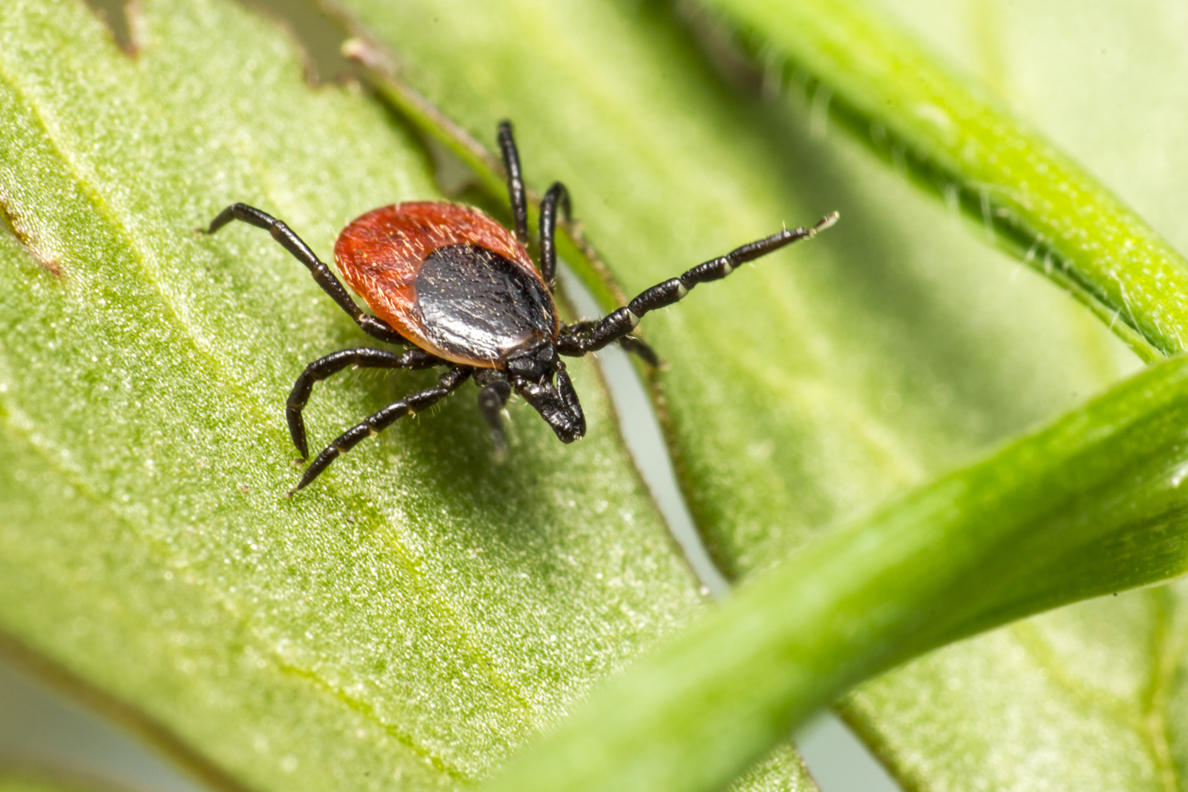 Клещ фото. Ixodes Ricinus. Иксодовые клещи. Лесной клещ – i. Ricinus. Ixodidae иксодовые клещи.