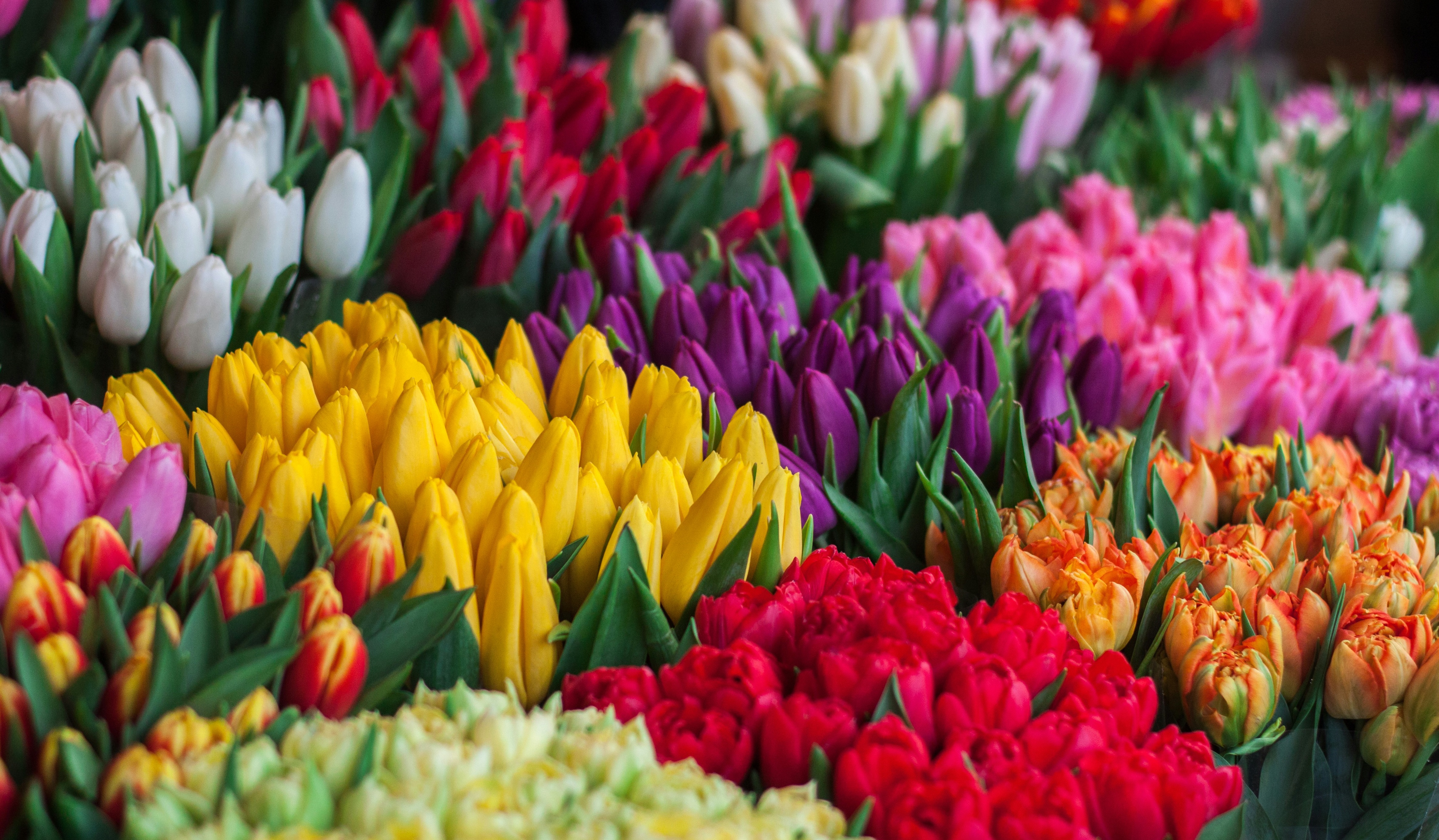 7 марта в центре Йошкар-Олы женщинам будут дарить цветы