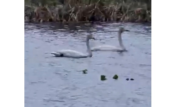 24 лебедя облюбовали озеро Юксары в Марий Эл 