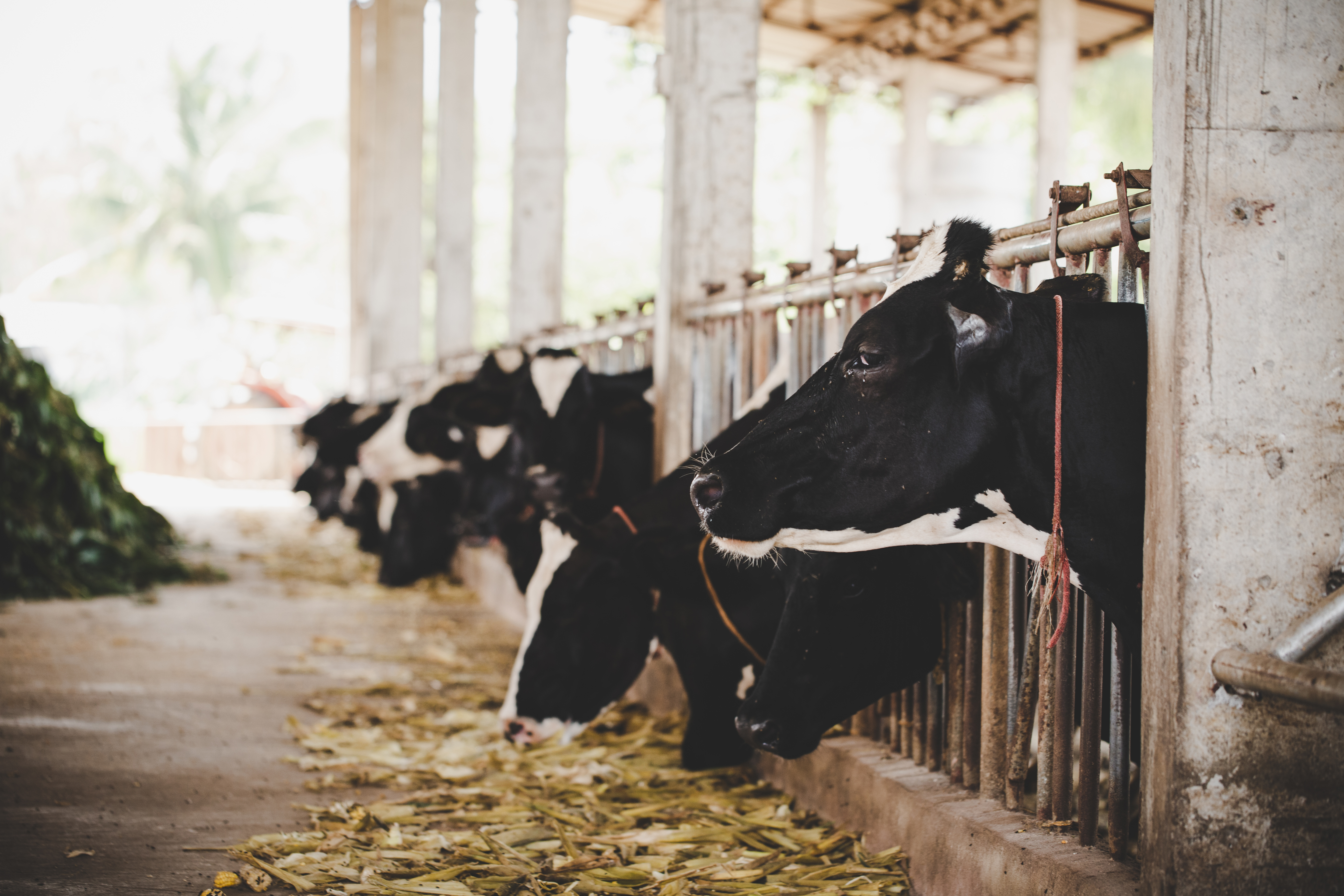 В Марий Эл сельхозпредприятие содержало больных коров вместе со здоровыми