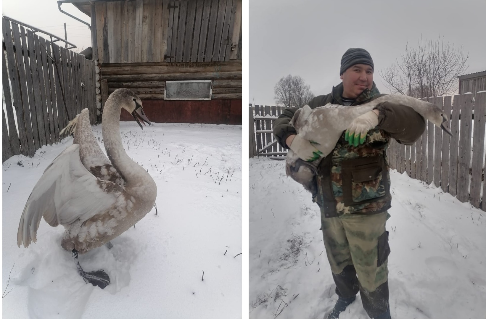 Спасённого  на пруду в Советском районе лебедя-шипуна осмотрели ветеринары 