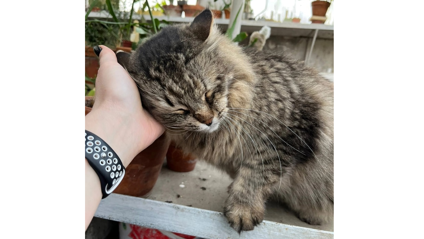 «Трогательные» помощники: посетителей Ботанического сада в Йошкар-Оле встречают коты 