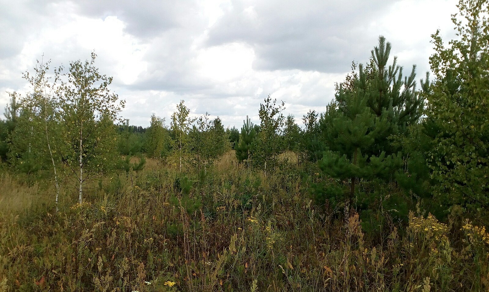 В Волжском районе обнаружили более 20 гектаров запущенных сельхозземель