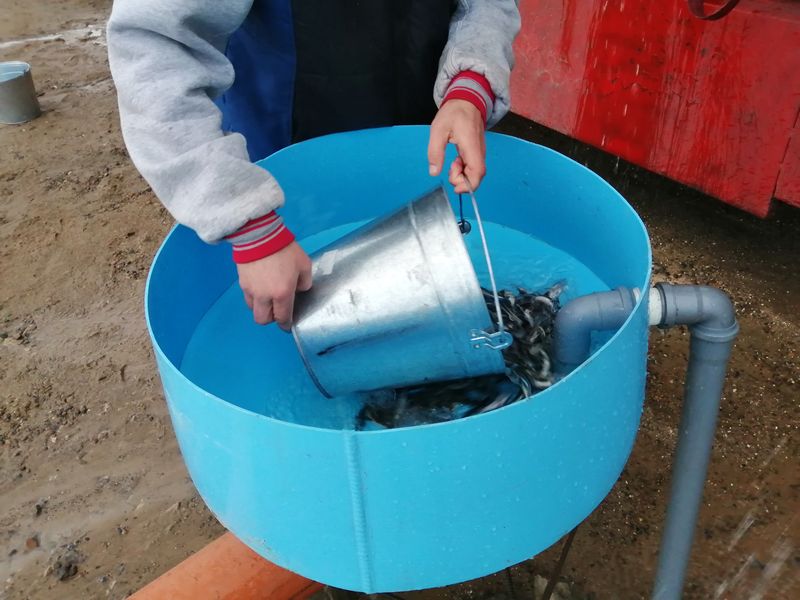 В воды Чебоксарского водохранилища в Марий Эл выпущен молодняк стерляди