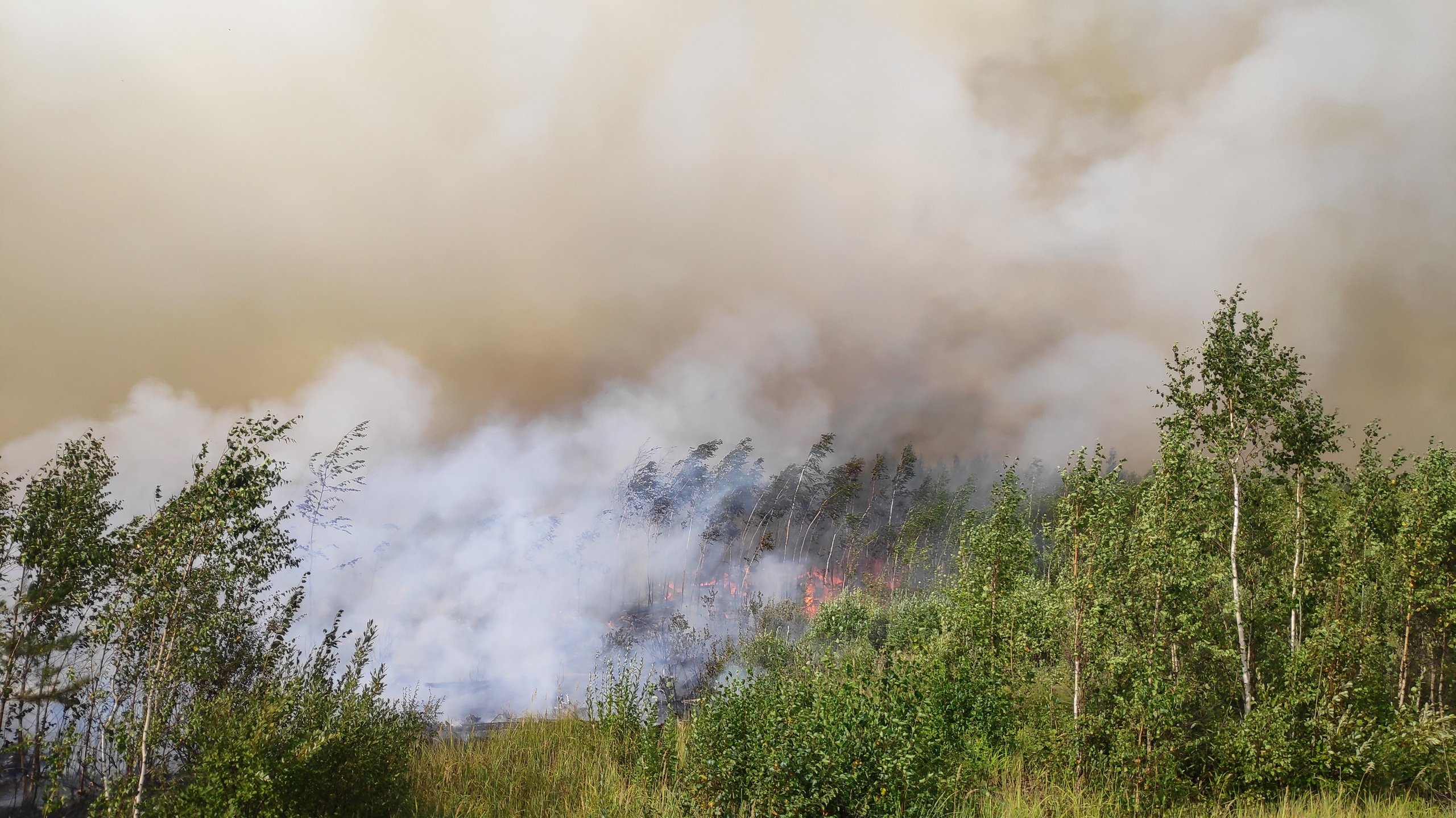 Въезд в леса Марий Эл запрещён из-за пожарной опасности