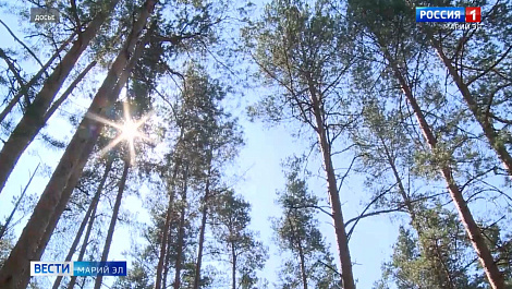 Инвентаризацию лесов проведут в Марий Эл по более чем 100 показателям